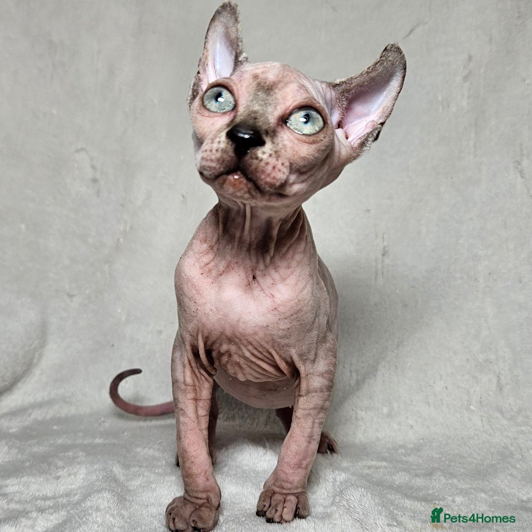 Sphynx cats for sale: Charming Tortie Kitten with TICA is ready now! - Image 1