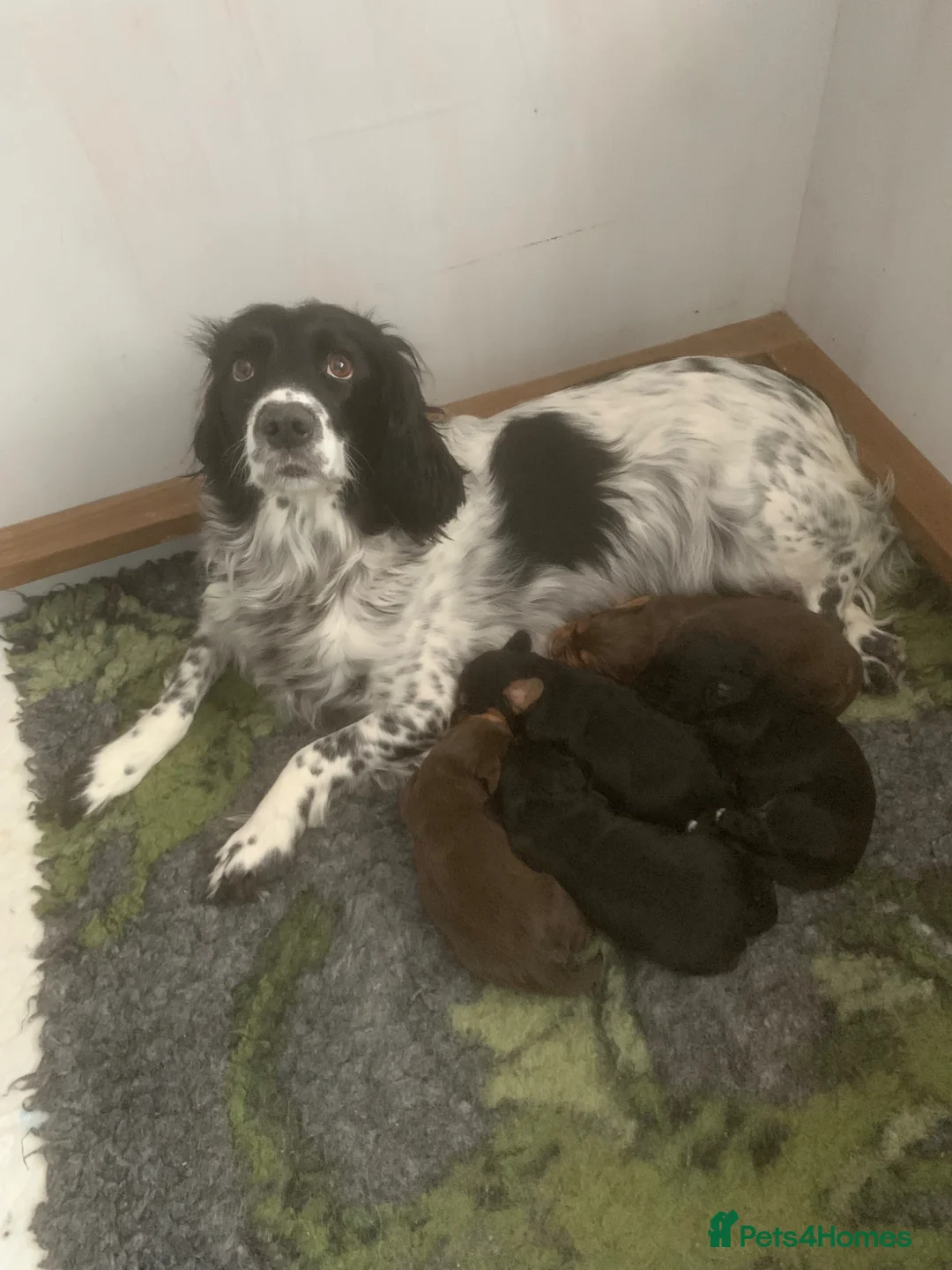 Cocker Spaniel dogs for sale: Working Cocket Spaniel Boys in Stockport - Advert 1