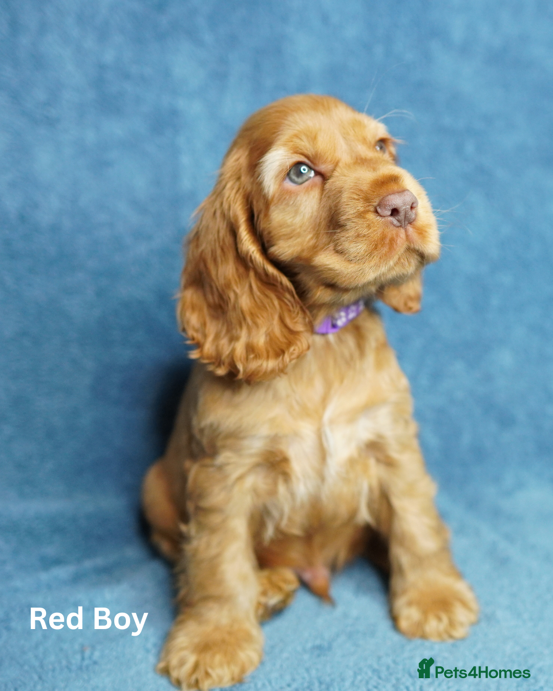 Cocker Spaniel dogs for sale: DNA Tested parents, Quality, Show Type puppies - Advert 12