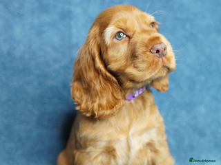 Cocker Spaniel dogs DNA Tested parents, Quality, Show Type puppies - Advert 2