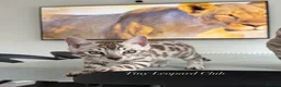 Bengal cats for sale: Stunning Snow Bengals - TICA Full Pedigree  - Advert 24