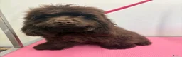 Cocker Spaniel dogs for sale: Bear looking for a new family  - Advert 3