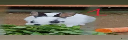 Mixed Breed rabbits for sale: 9 Beautiful Baby Rabbits - Advert 9