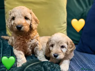 Cockapoo dogs Beautiful Red & Apricot F1B Cockapoo puppies - Advert 5