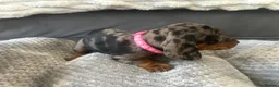 Miniature Dachshund dogs for sale: Miniature Daschund Pups for loving homes - Advert 20