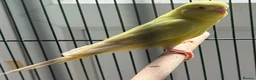 Budgerigars birds for sale: Baby budgies  in Broadstairs - Advert 1