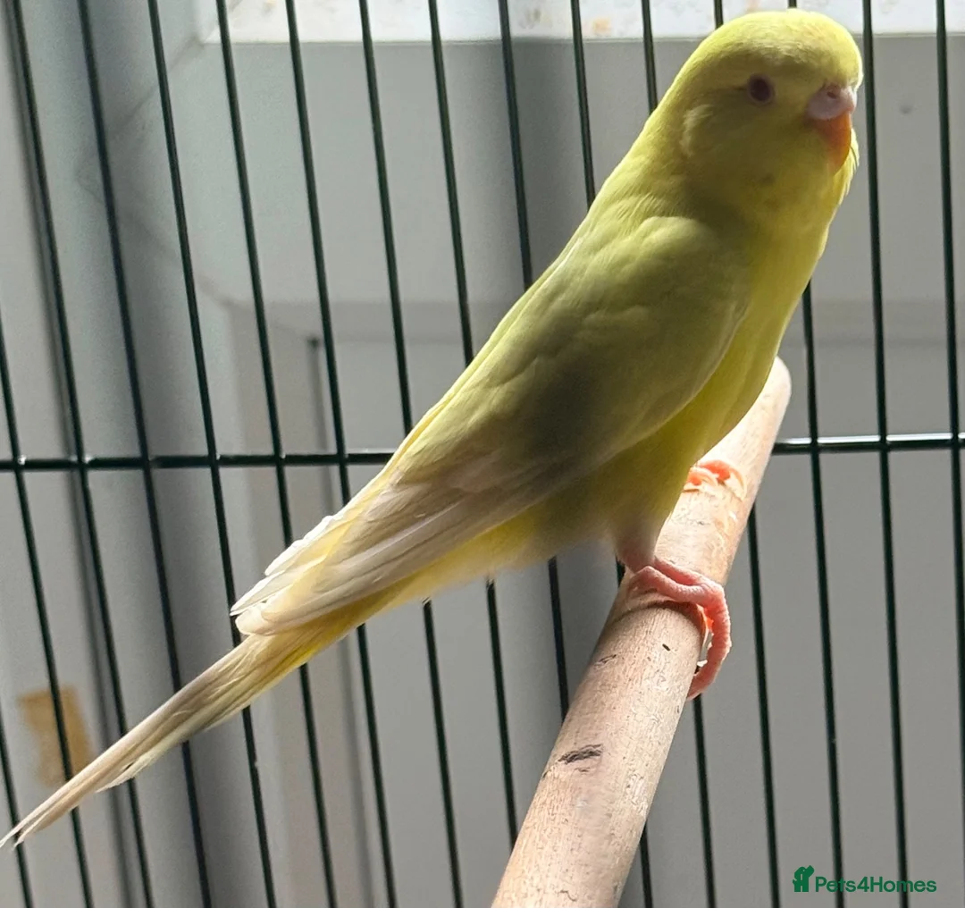 Budgerigars birds for sale: Baby budgies  in Broadstairs - Advert 1