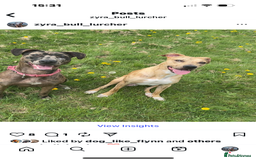 Mixed Breed dogs for sale: Second generation Female bull lurcher  - Image 17