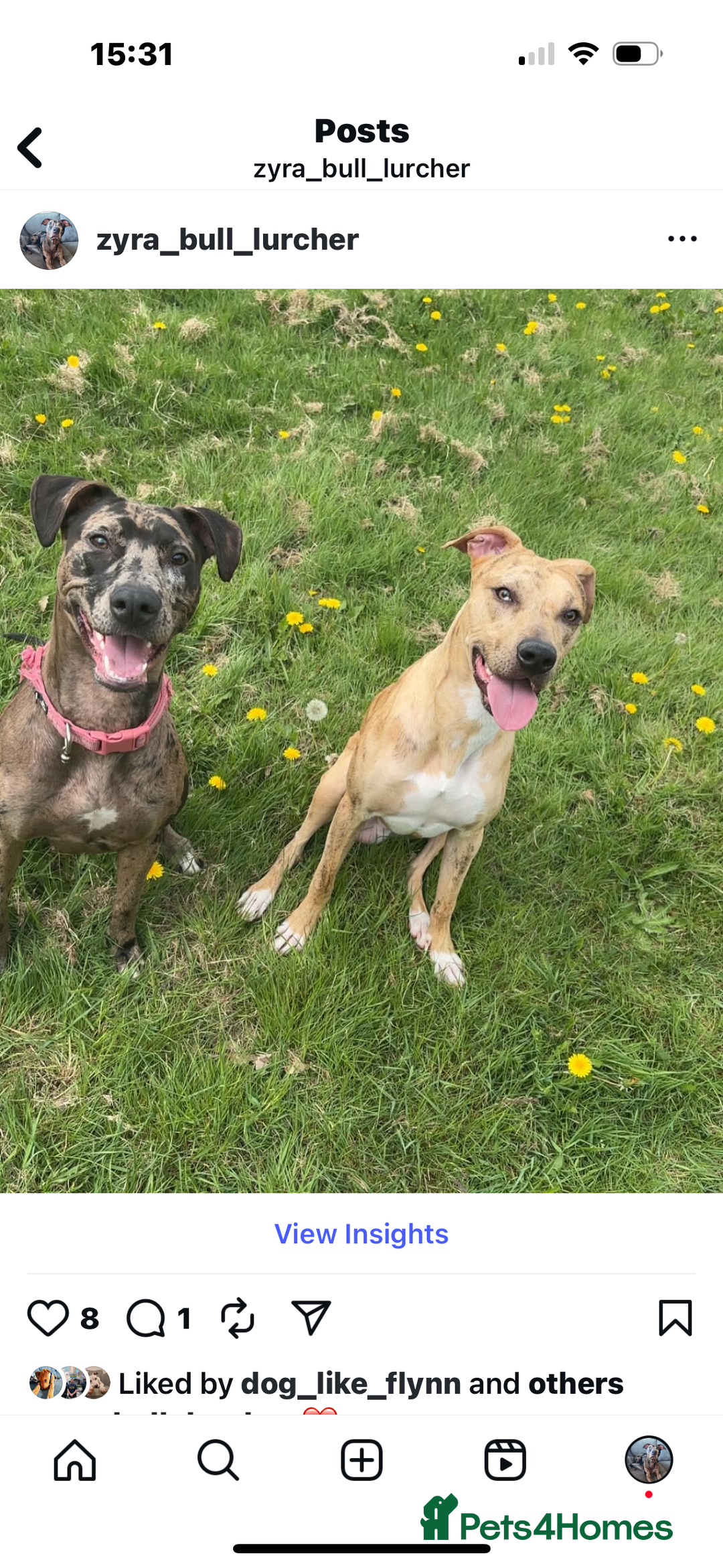 Mixed Breed dogs for sale: Second generation Female bull lurcher  - Image 17
