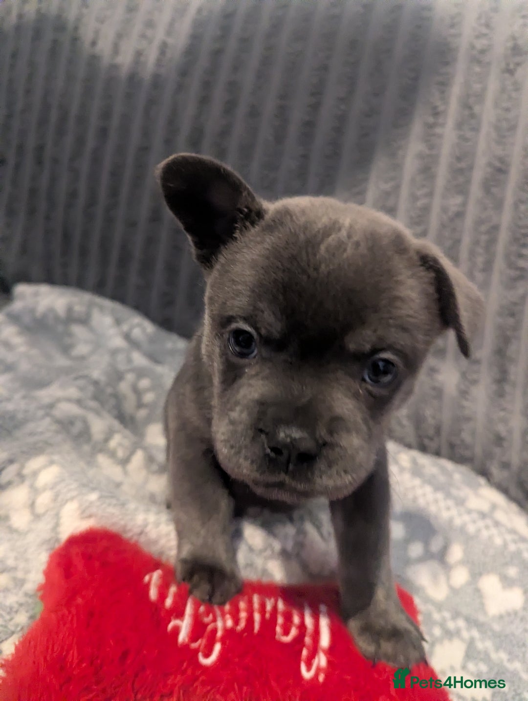 Mixed Breed dogs for sale: Beautiful Frenchie x chow chow puppies. - Advert 15