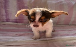 Chihuahua dogs for sale: Chihuahua cross King Charles  - Image 14