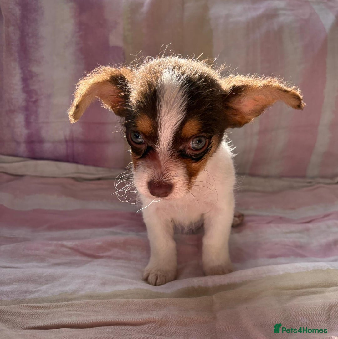 Chihuahua dogs for sale: Chihuahua cross King Charles  - Image 14