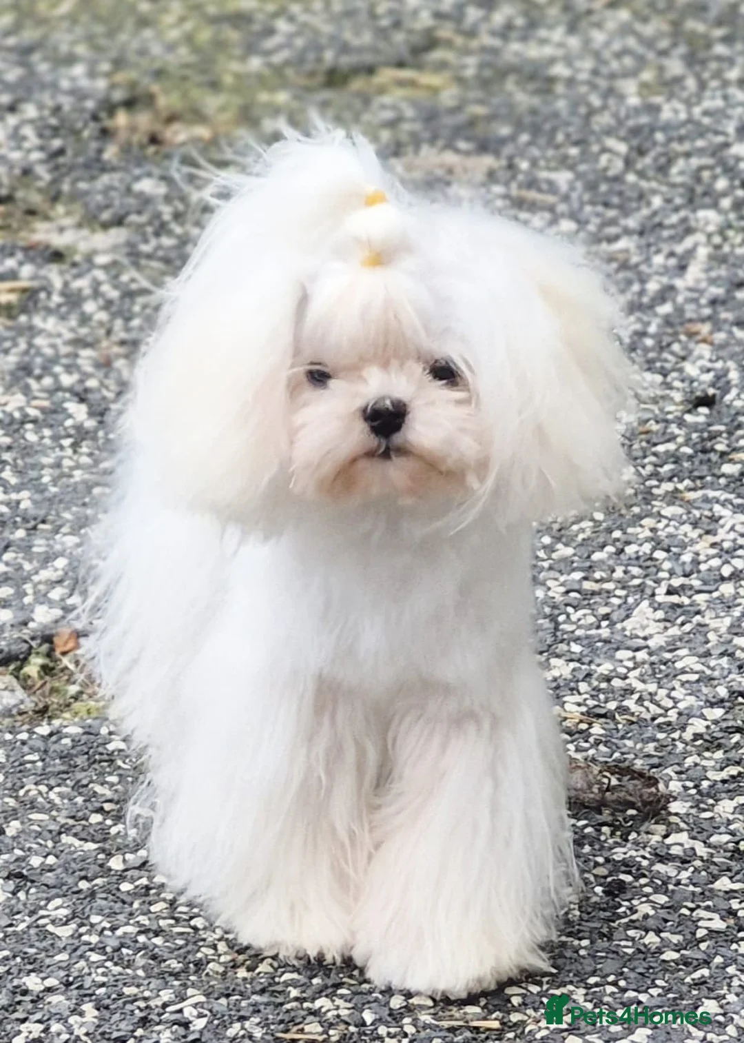 Maltese dogs for stud: Amazing TINY Korean Maltese FOR STUD ONLY. - Advert 1