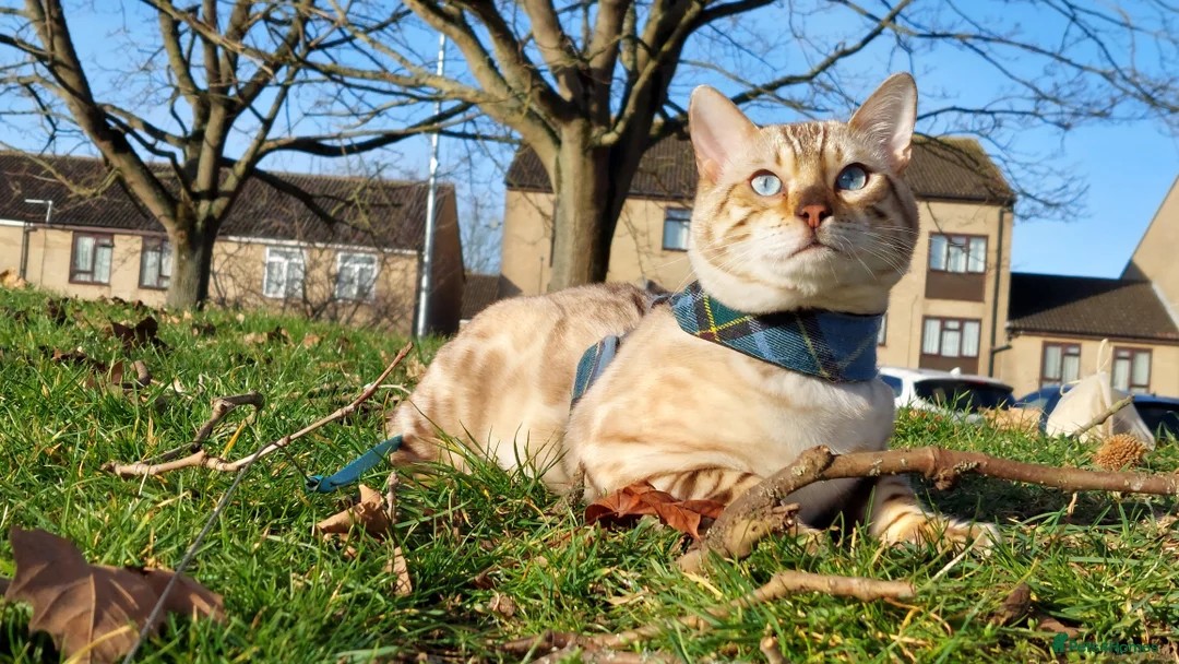 Bengal cats for stud: AMAZING SNOW LYNX STUD BENGAL TICA reg  in Harlow - Advert 16