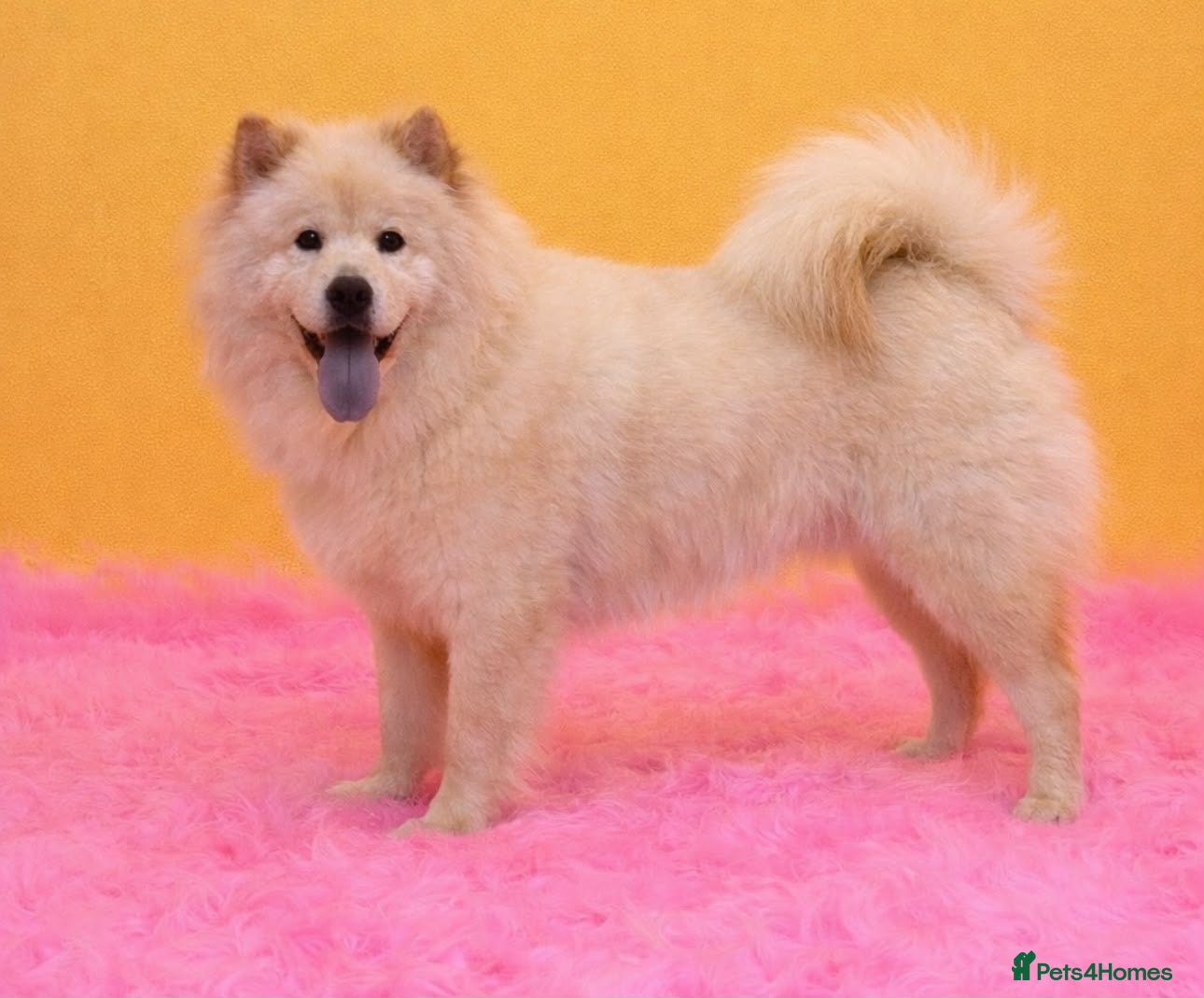 Mixed Breed dogs Chowski - Advert 8