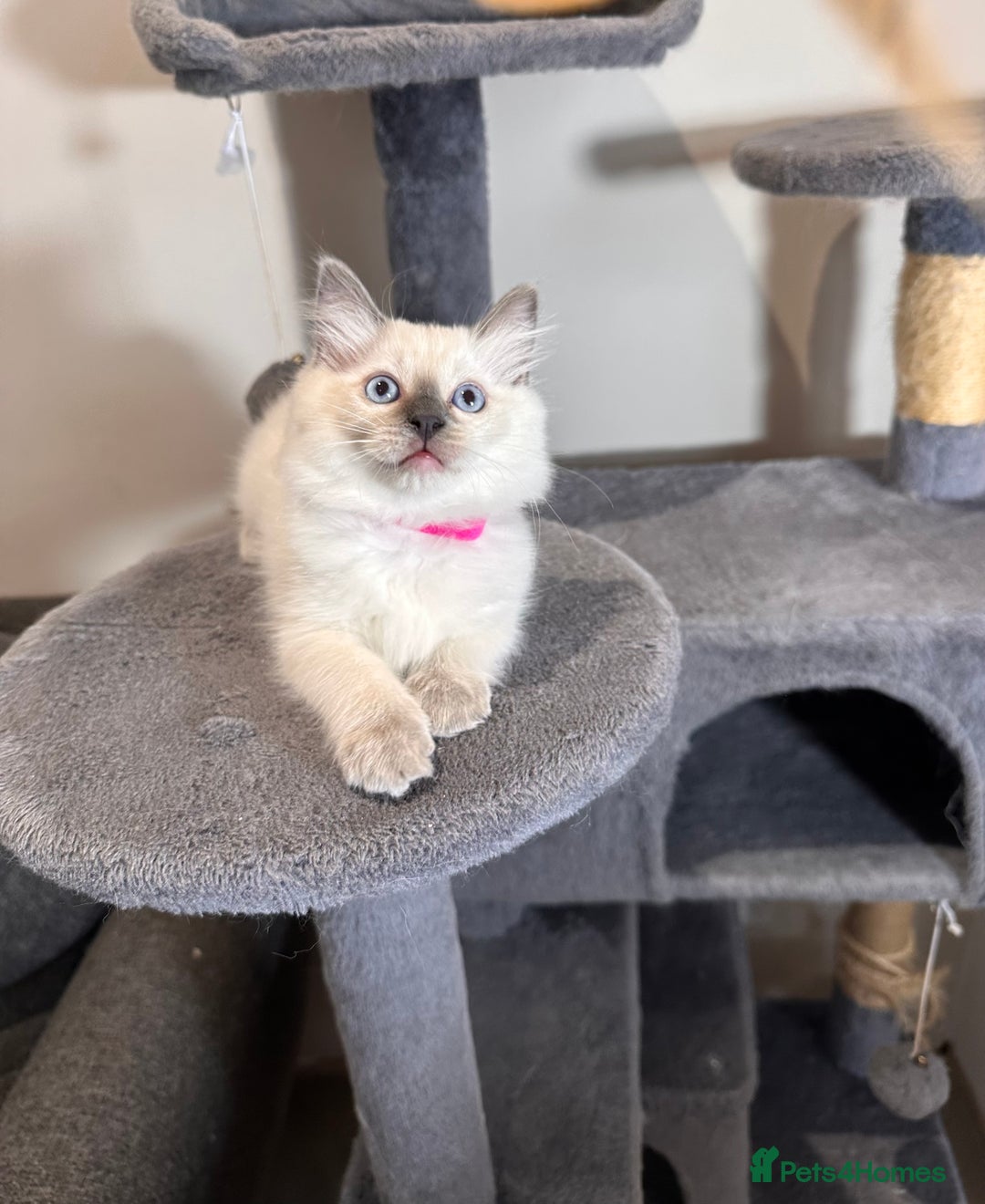 Ragdoll cats for sale: All Rehomed Thankyou  - Image 5