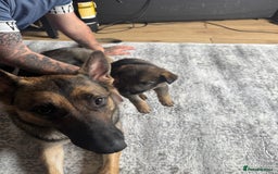 German Shepherd dogs for sale: 3 German shepherd puppies - Image 23