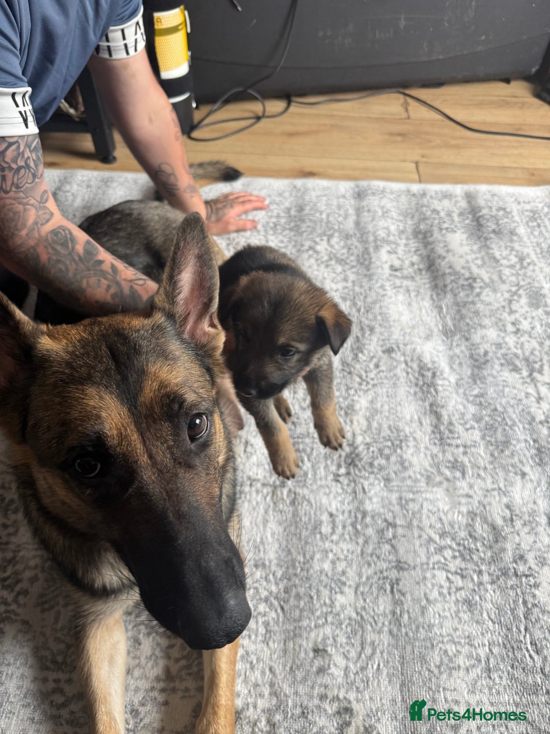 German Shepherd dogs for sale: 3 German shepherd puppies - Image 23