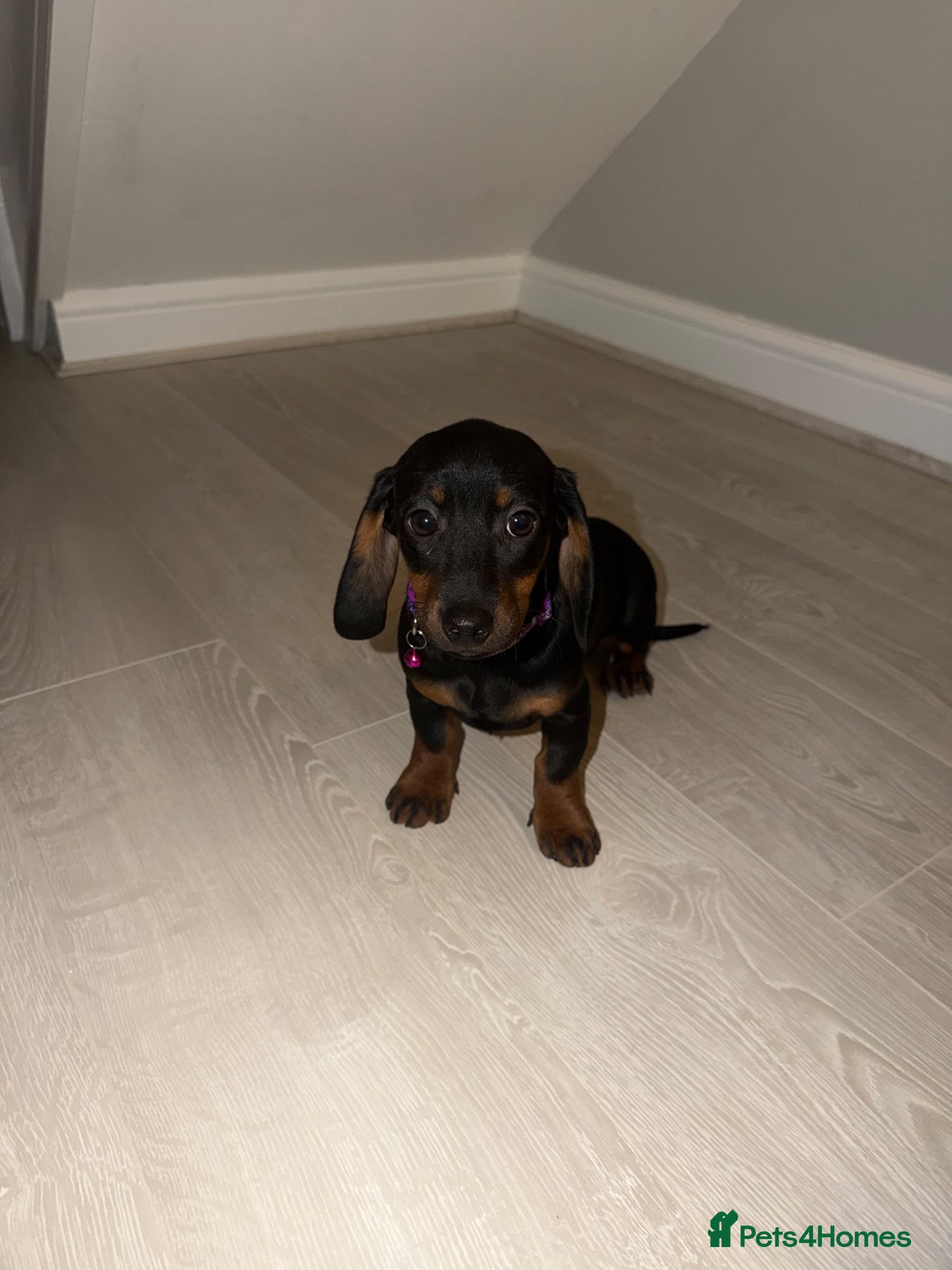 Miniature Dachshund dogs Dachshund Puppies Ready To Leave  - Advert 10