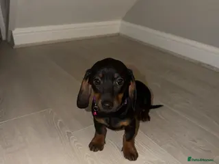 Miniature Dachshund dogs Dachshund Puppies Ready To Leave - Advert 10