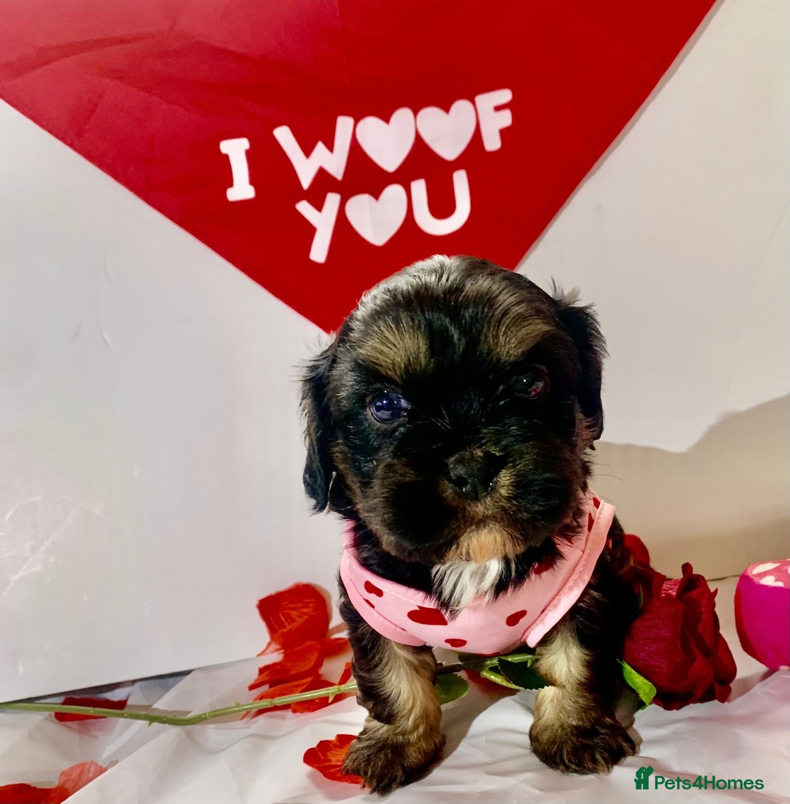 Shih Tzu dogs Male Imperial shih tzu (last one ) - Advert 10