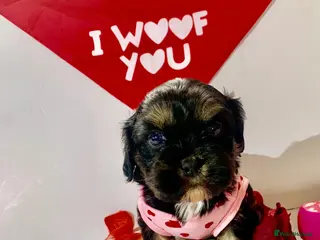 Shih Tzu dogs Male Imperial shih tzu (last one ) - Advert 10