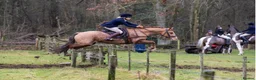 Welsh Section D horses for sale: 14.3/15hh allrounder gelding  in Rowlands Gill - Advert 23