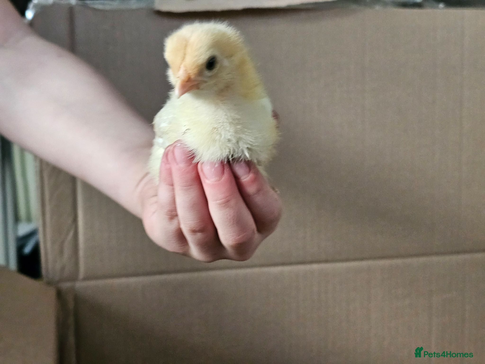 Chickens poultry Easter eggers fully feathered ready togo  - Advert 2