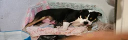 Mixed Breed dogs for sale: For Sale: Freckles and Sammy - Advert 5