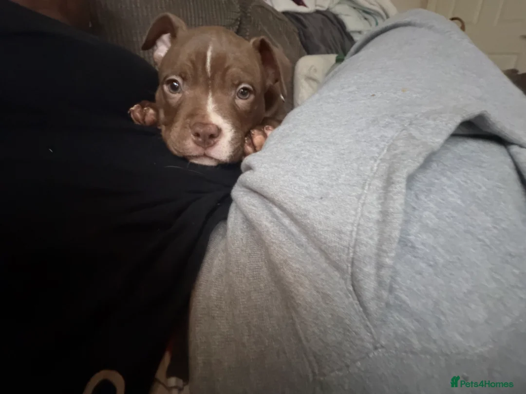 Mixed Breed dogs for sale: Male Pocket Bully - Advert 6