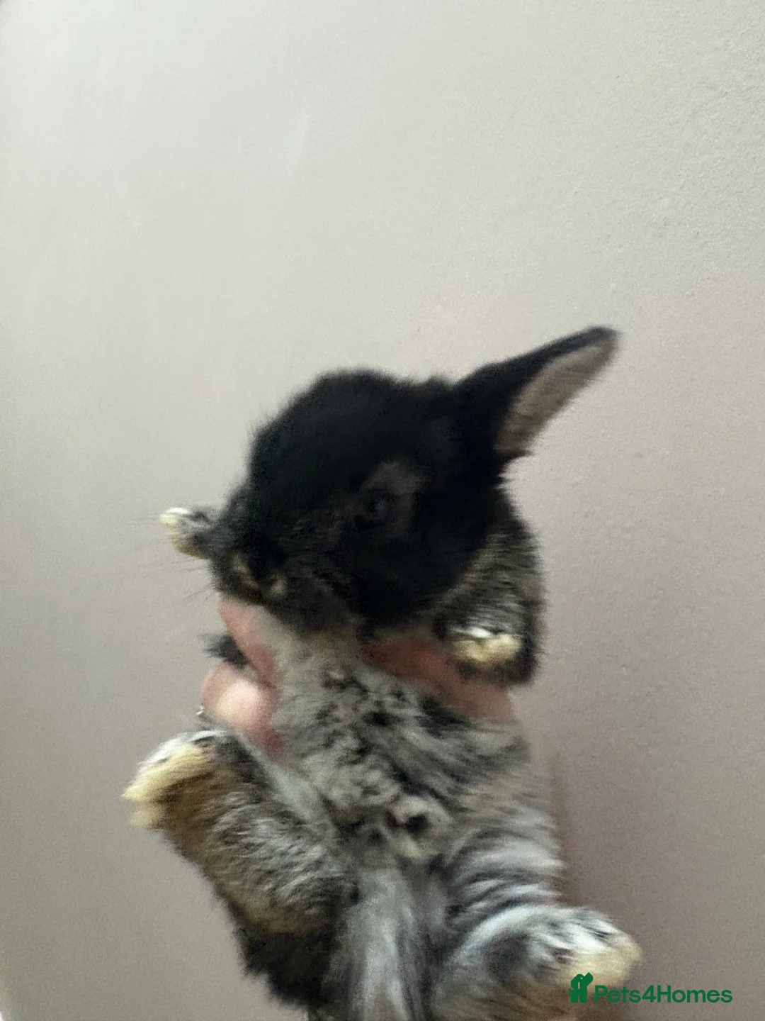 Mixed Breed rabbits for sale: Baby rabbits for sale  - Advert 2