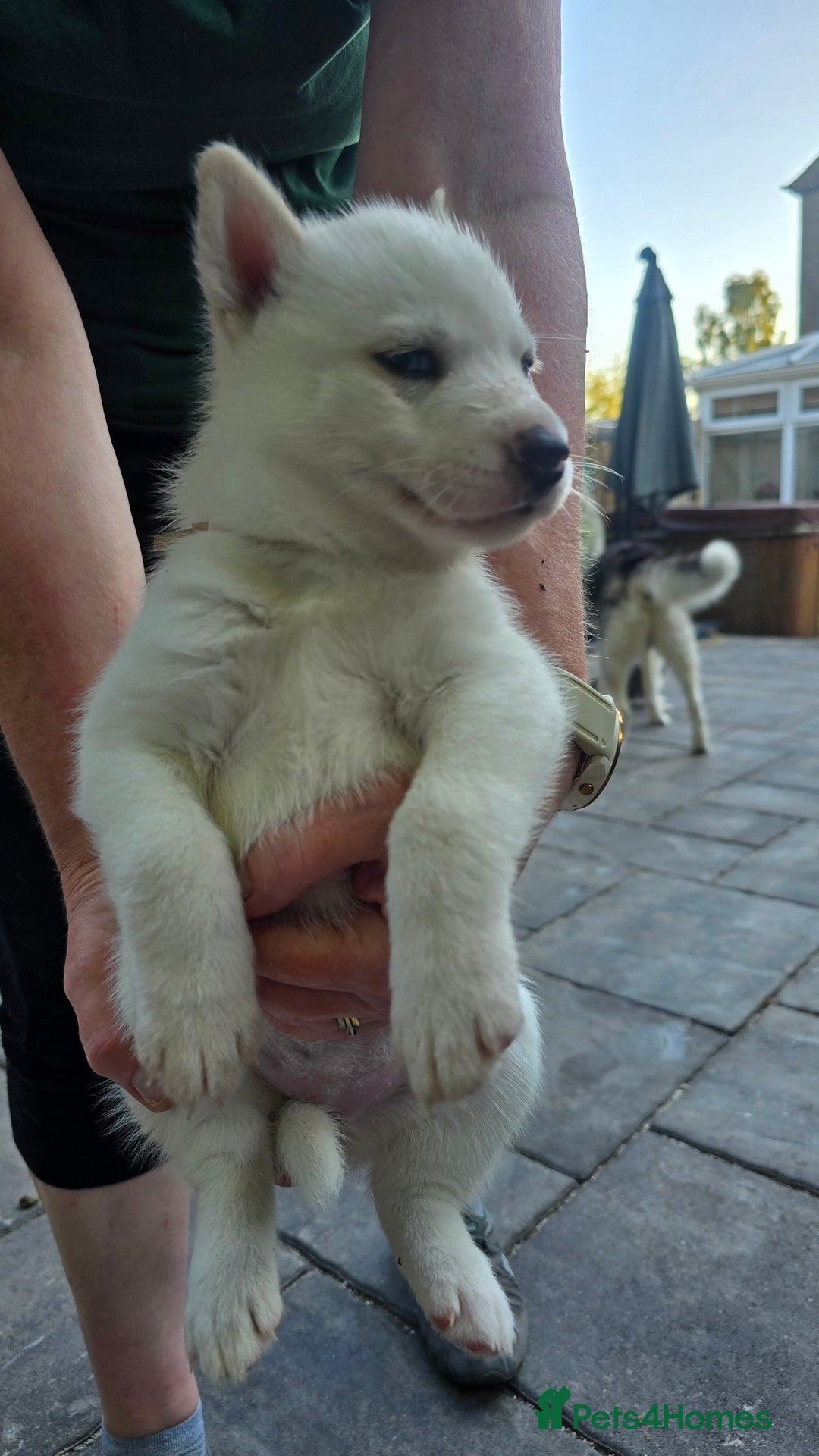 Siberian Husky dogs for sale: Siberian husky pups  - Image 10