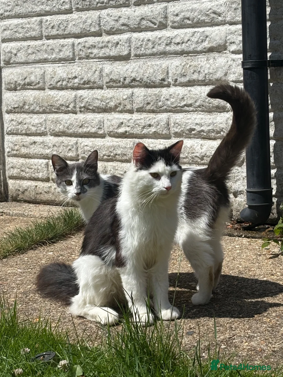 Mixed Breed cats for sale: Beautiful Cats & Kittens Looking for Their a home  in West Drayton - Advert 15