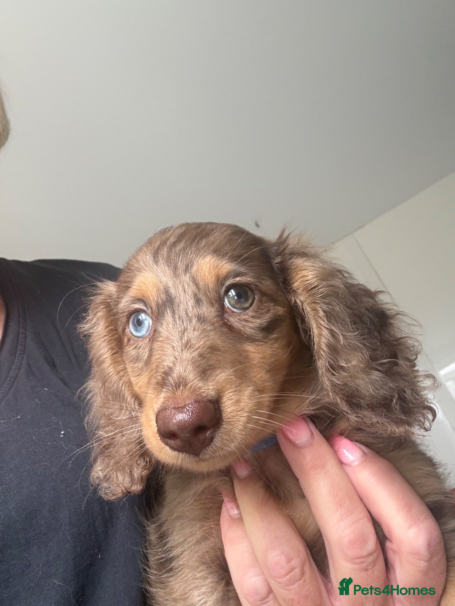 Dachshund dogs Chocolate dapple mini long haired boy dachshund - Advert 7