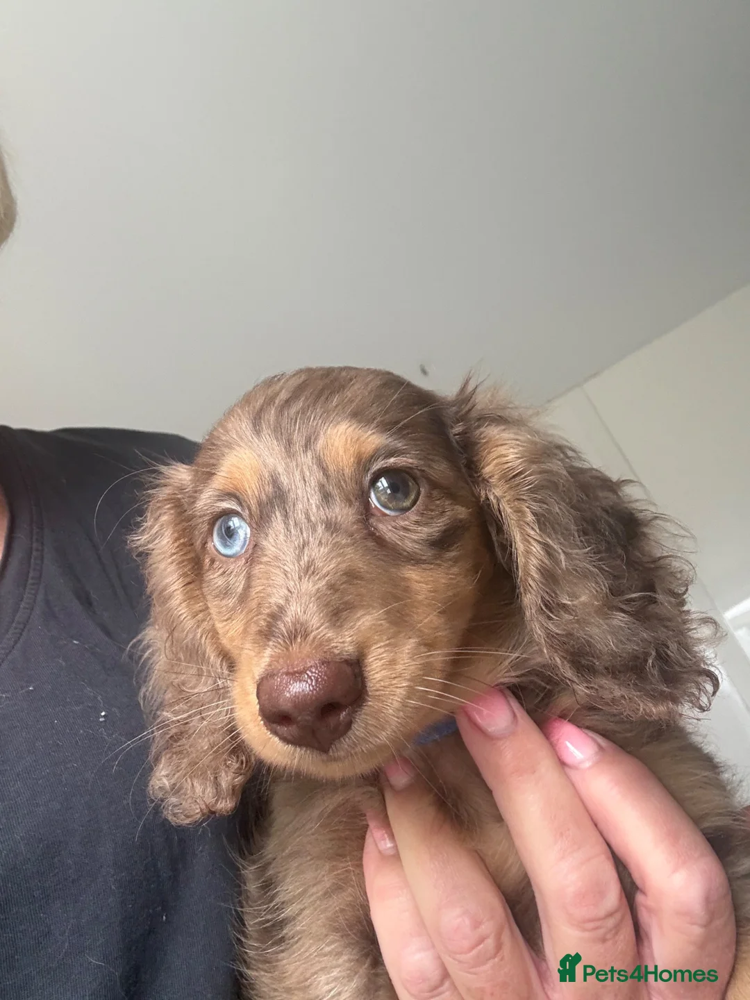 Dachshund dogs for sale: Chocolate dapple mini long haired boy dachshund - Advert 1