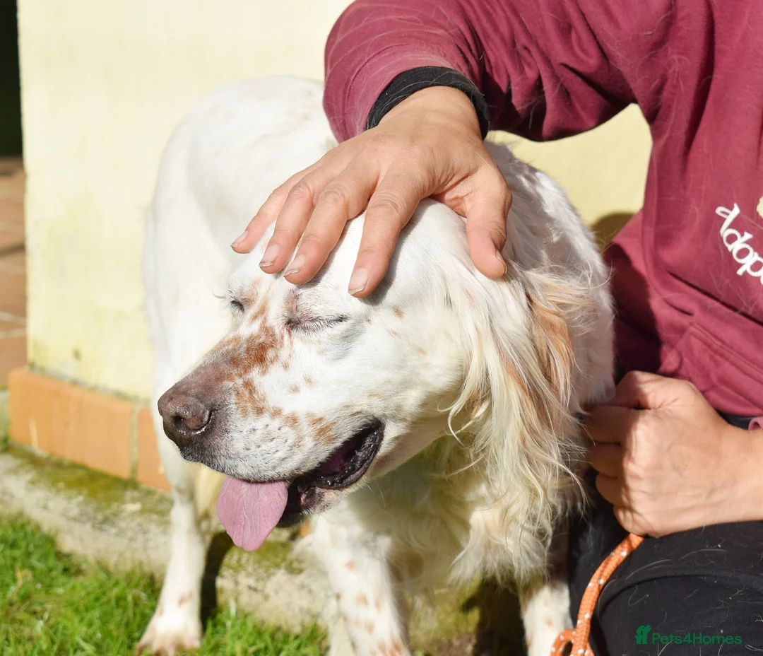 English Setter dogs for adoption: Nell  - Advert 7