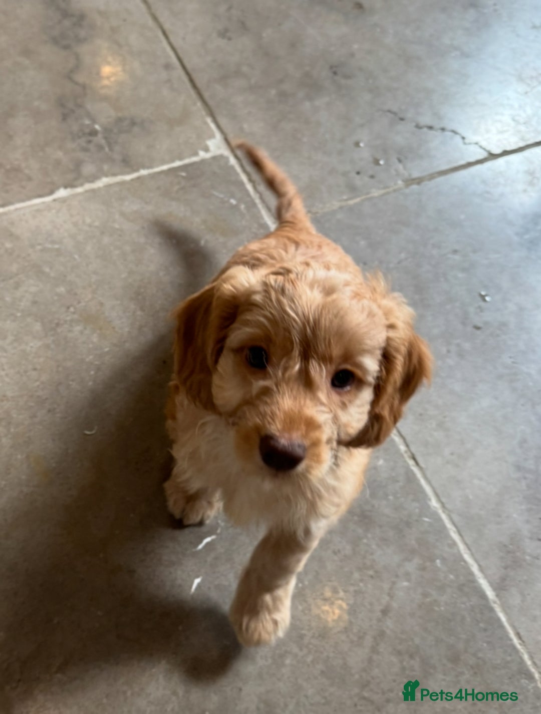 Mixed Breed dogs for sale: Sprockerpoo puppies for sale - Advert 37