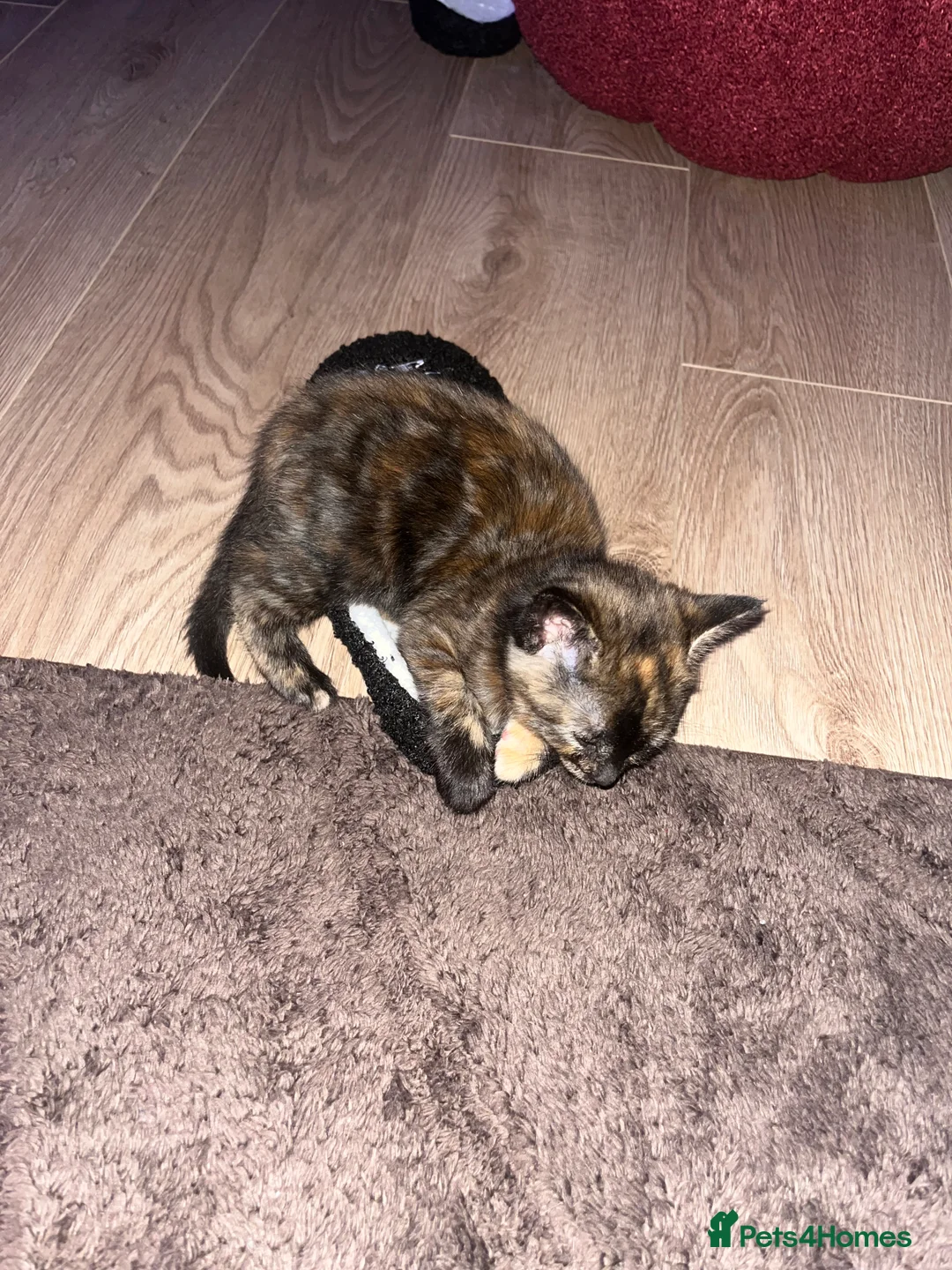 Mixed Breed cats for sale: Two kittens available  - Advert 2