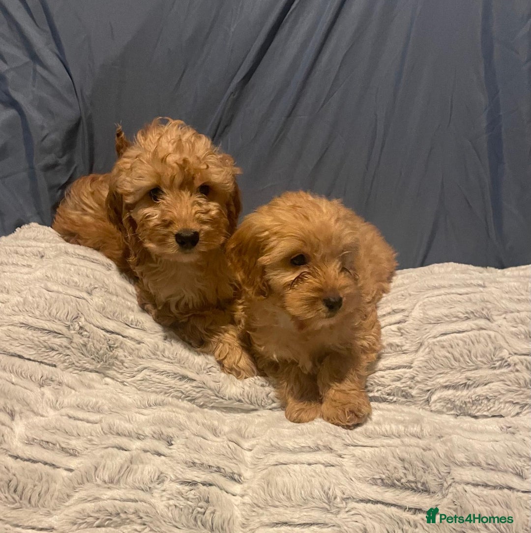 Cavapoo dogs for sale: Cavapoo puppies  - Advert 7