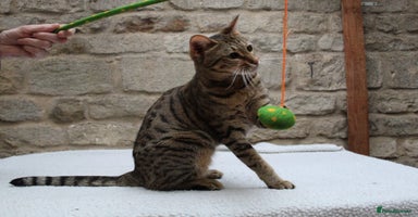 Savannah cats in Stamford - Advert 2