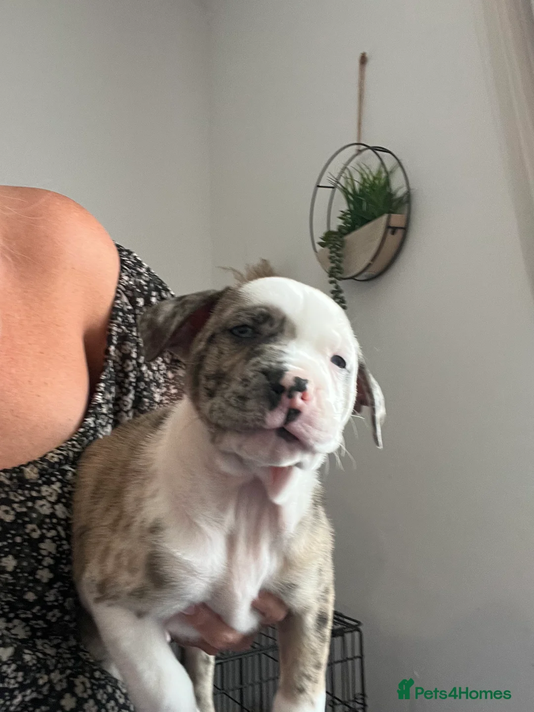 American Bull Staffy dogs for sale: American staff pups £850 Ono READY NOW  - Advert 2