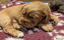 Cocker Spaniel dogs for sale: CUDDLY LITTER OF COCKER SPANIELS,TESTED PARENTS - Image 8