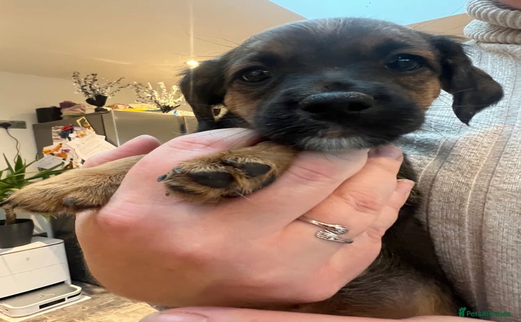 Jack Russell dogs - Advert 16