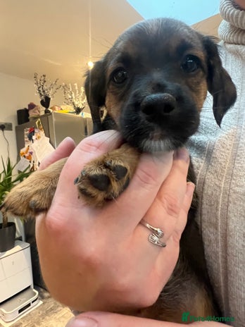 Jack Russell dogs - Advert 16