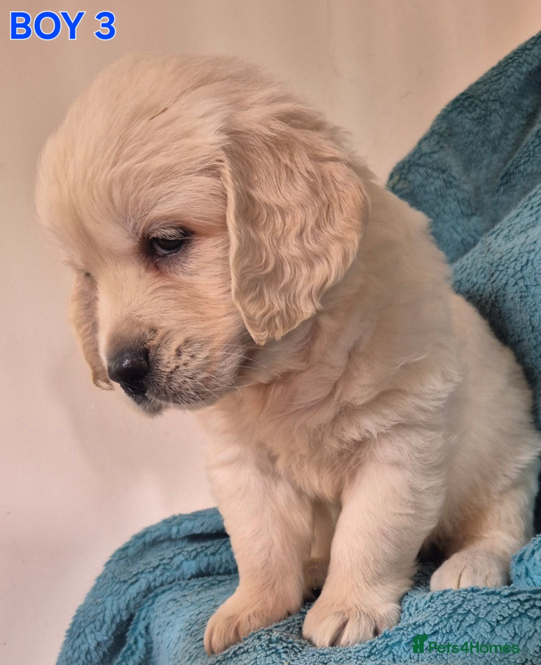 Golden Retriever dogs for sale: Show type Golden Retrievers health tested parents - Image 16