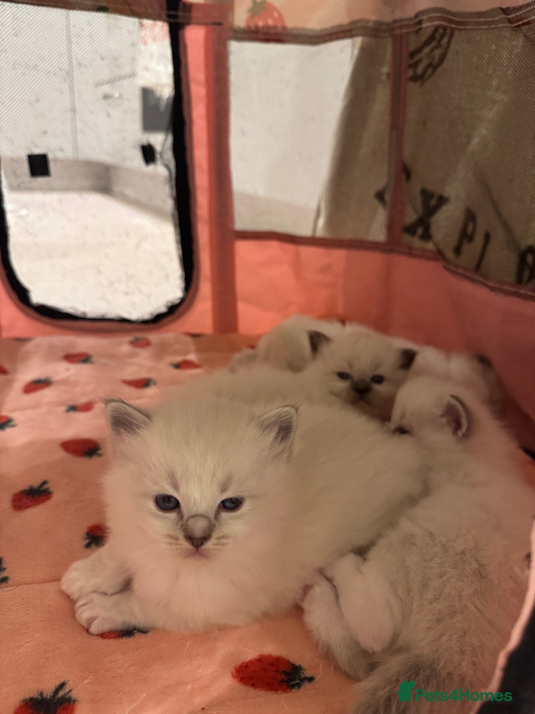Ragdoll cats for sale: Exceptional Pure Blue Point Ragdoll kitten  - Advert 3