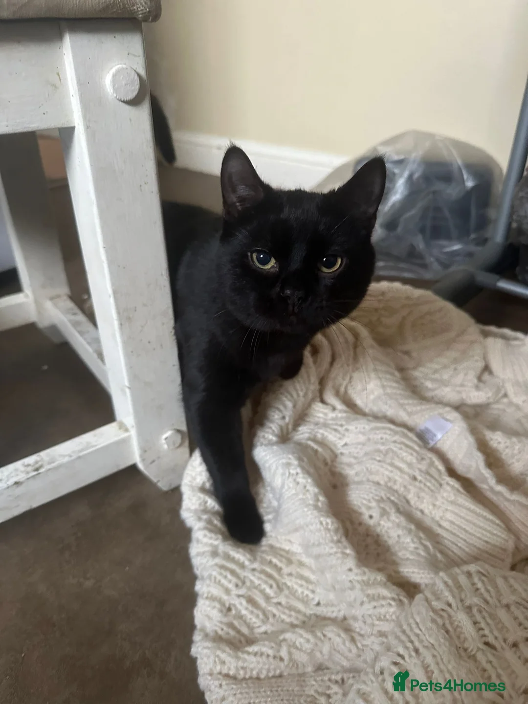 Mixed Breed cats for sale: 2 cata - Advert 6