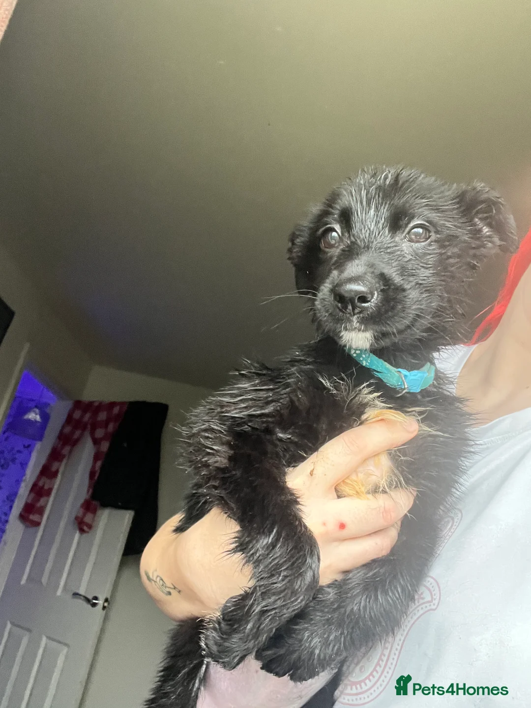 Mixed Breed dogs for sale: German shepherd X COLLiE REDUCED!! - Advert 5