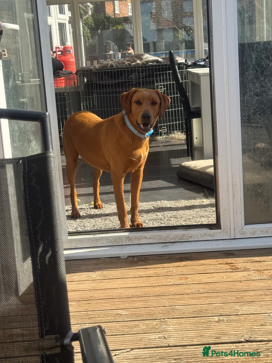 Labrador Retriever dogs for sale: DUE SOON 🐶 KC REGISTERED LABRADOR PUPPIES 🐶  - Advert 6