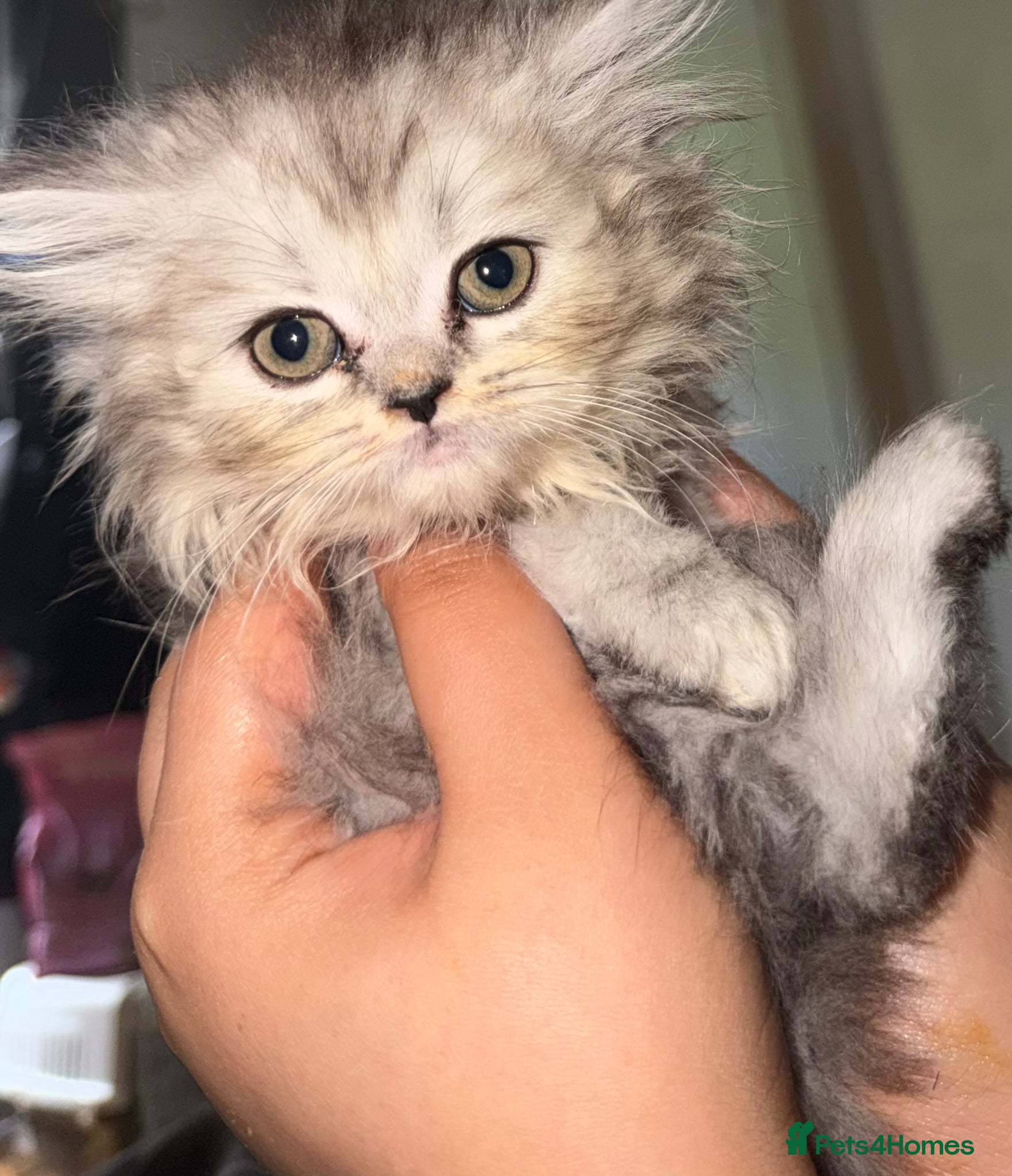 Persian cats PURE Persian kittens in rare color  - Advert 17